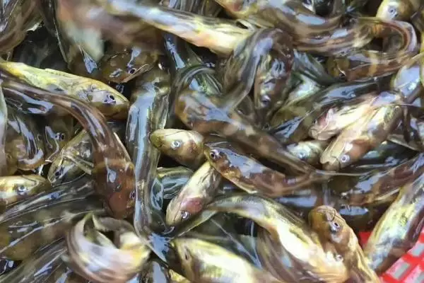 黄骨鱼养殖风险大吗,没有技术的前提下风险会比较大 黄骨鱼养殖风险大吗,没有技术的前提下风险会比较大