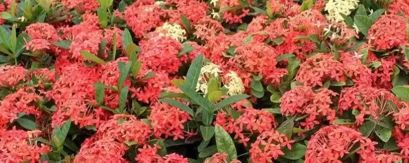龙船花的养殖方法,要把它摆放在向阳的温暖地带 龙船花的养殖方法,要把它摆放在向阳的温暖地带