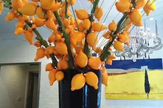 黄金果插花瓶需要水吗 黄金果插花瓶需要水吗