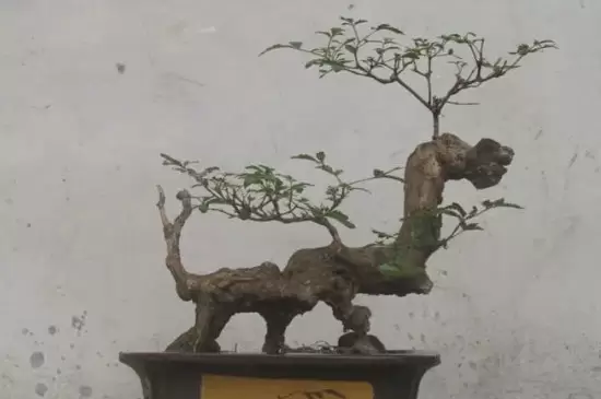 黄荆怎样过冬才能不落叶 黄荆怎样过冬才能不落叶