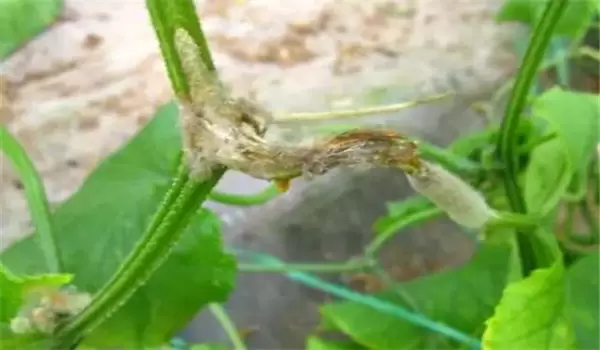 黄瓜蔓枯病用什么药 黄瓜蔓枯病用什么药