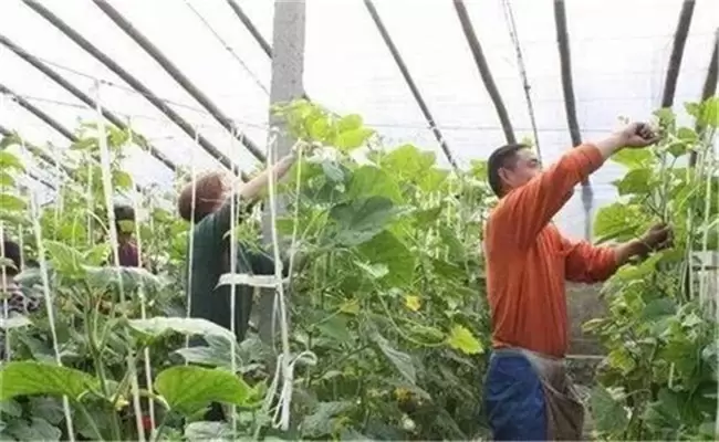 黄瓜落蔓的时间与方法,黄瓜落蔓需要注意什么 黄瓜落蔓的时间与方法,黄瓜落蔓需要注意什么