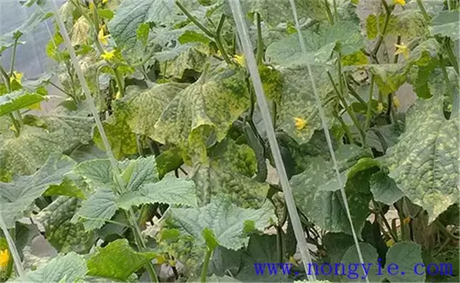 黄瓜靶斑病的危害症状、发病规律和防治方法 黄瓜靶斑病的危害症状、发病规律和防治方法