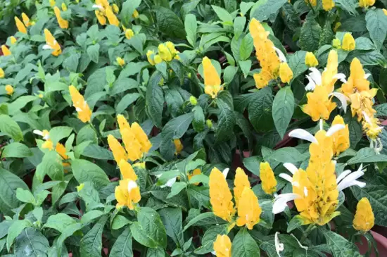 黄金塔花一年开几次花 黄金塔花一年开几次花