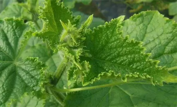 黄瓜花打顶的原因及防治方法 黄瓜花打顶的原因及防治方法