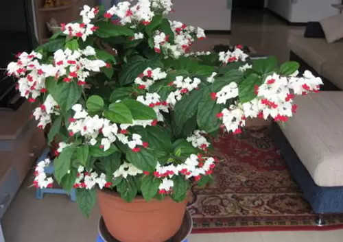龙吐珠的养殖方法和注意事项 龙吐珠的养殖方法和注意事项