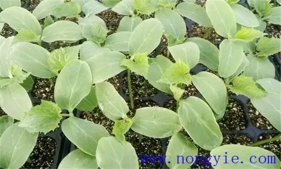 黄瓜苗什么时候育苗好 黄瓜苗什么时候育苗好