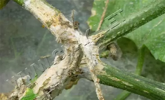 黄瓜蔓枯病的防治 黄瓜蔓枯病的防治