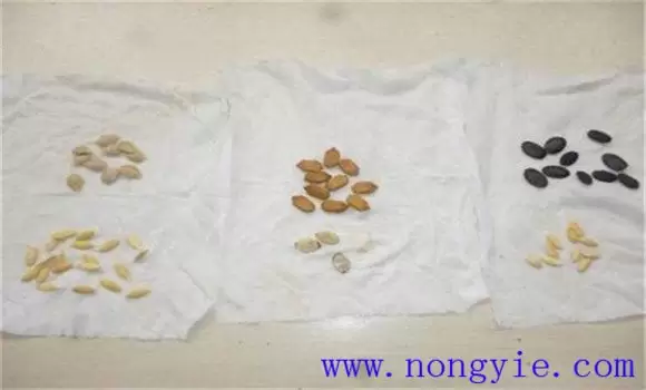 黄瓜苗什么时候育苗好 黄瓜苗什么时候育苗好