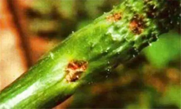 黄瓜黑星病用什么药 黄瓜黑星病用什么药
