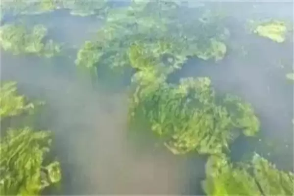 龙虾池塘中的青苔怎么处理,怎么快速清除干净 龙虾池塘中的青苔怎么处理,怎么快速清除干净