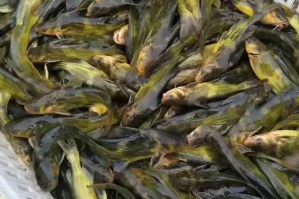 黄骨鱼养殖风险大吗,没有技术的前提下风险会比较大 黄骨鱼养殖风险大吗,没有技术的前提下风险会比较大