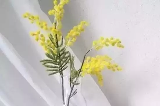 黄莺花插水里怎么养 黄莺花插水里怎么养