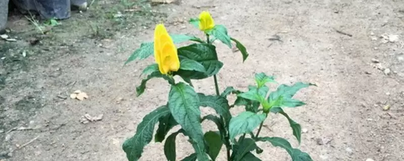 黄金塔花一年开几次花 黄金塔花一年开几次花