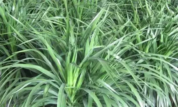 龙血树的养殖方法和注意事项知多少 龙血树的养殖方法和注意事项知多少