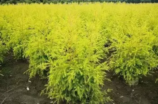 黄金香柳养殖方法和注意事项 黄金香柳养殖方法和注意事项