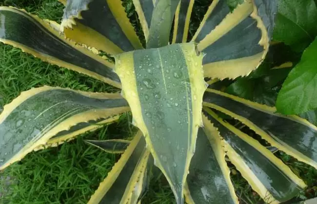 龙舌兰科植物图片大全 龙舌兰科植物图片大全
