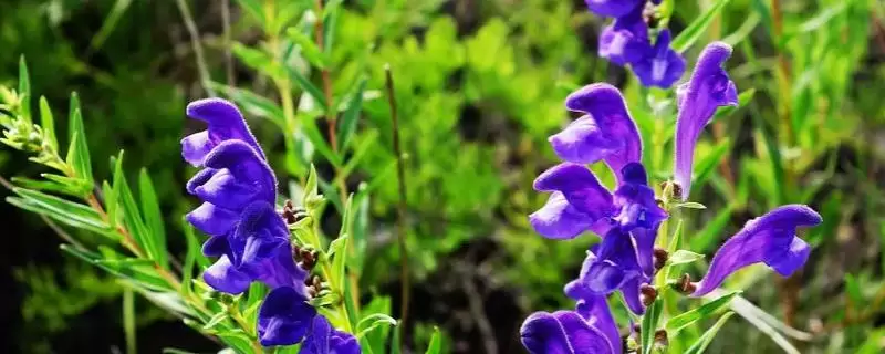 黄芩种植亩收益是多少,种植技术及注意事项 黄芩种植亩收益是多少,种植技术及注意事项