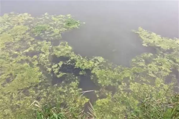 龙虾池塘中的青苔怎么处理,怎么快速清除干净 龙虾池塘中的青苔怎么处理,怎么快速清除干净