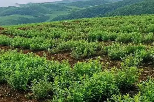 黄芩种植亩收益是多少,种植技术及注意事项 黄芩种植亩收益是多少,种植技术及注意事项