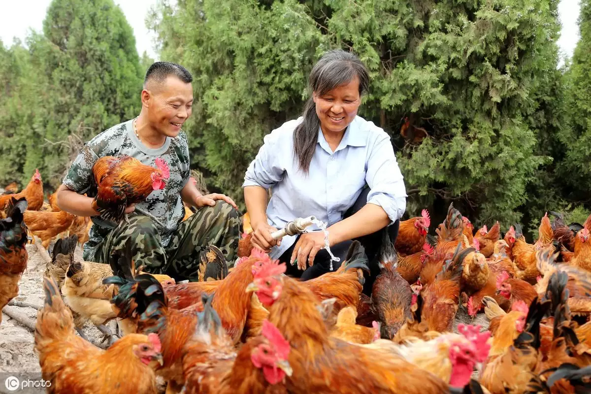 养殖中 引发鸡群呼吸道的三大要素,你掌握多少 看懂养殖不难插图1 养殖中 引发鸡群呼吸道的三大要素,你掌握多少 看懂养殖不难插图1