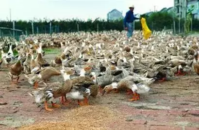 养殖过程中 遇到紧急问题随时联系我插图5 养殖过程中 遇到紧急问题随时联系我插图5