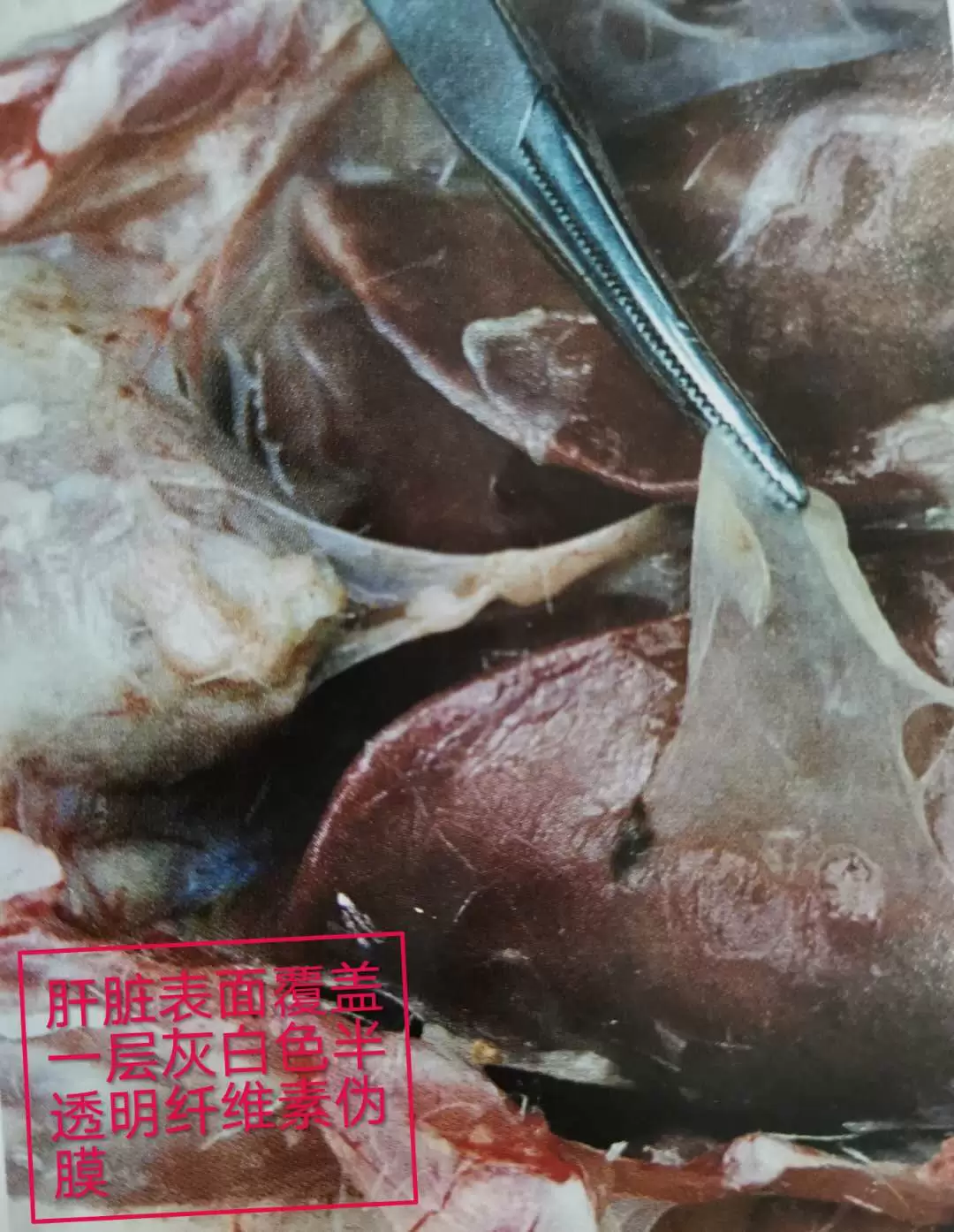 怎样降低浆膜炎的发病率,怎样预防和防治呢看这里轻松养殖插图1 怎样降低浆膜炎的发病率,怎样预防和防治呢看这里轻松养殖插图1