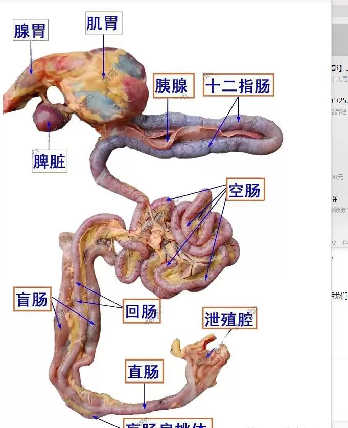 肿头肿脸的原因,教你一招插图3 肿头肿脸的原因,教你一招插图3