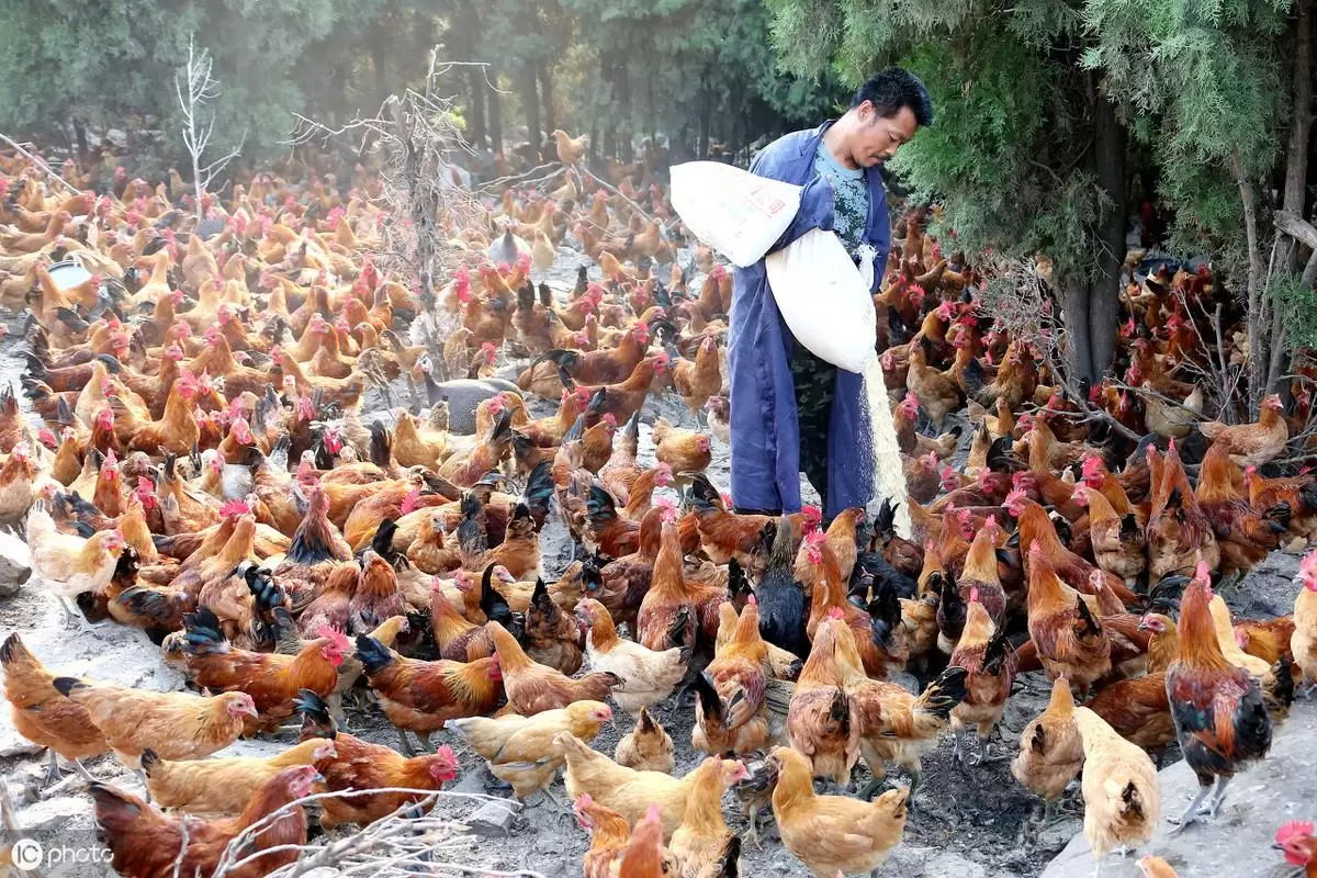 养殖中 引发鸡群呼吸道的三大要素,你掌握多少 看懂养殖不难插图3 养殖中 引发鸡群呼吸道的三大要素,你掌握多少 看懂养殖不难插图3