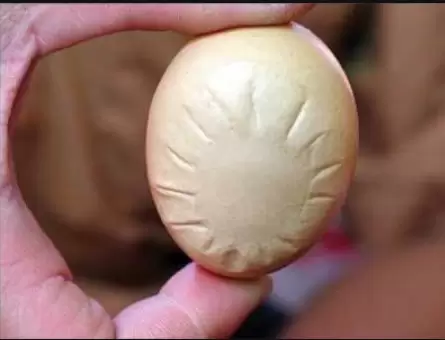 产蛋中出现软壳蛋,沙壳蛋 怎么办 教你一招?插图1 产蛋中出现软壳蛋,沙壳蛋 怎么办 教你一招?插图1