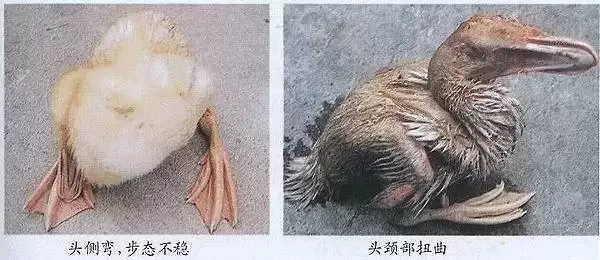 养殖过程中 遇到紧急问题随时联系我插图3 养殖过程中 遇到紧急问题随时联系我插图3