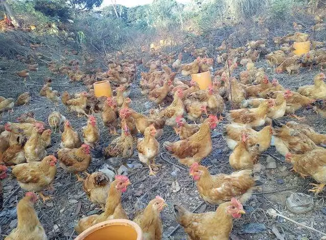 养殖中添加三种,真是如加三宝插图1 养殖中添加三种,真是如加三宝插图1