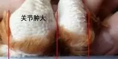 最常见的滑液囊支原体的症状插图 最常见的滑液囊支原体的症状插图