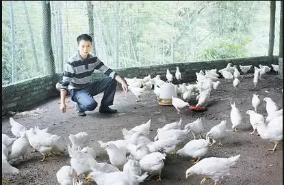 夏天已过去 秋季是给鸡群驱虫的关键,具体驱虫的方法简单易学插图1 夏天已过去 秋季是给鸡群驱虫的关键,具体驱虫的方法简单易学插图1