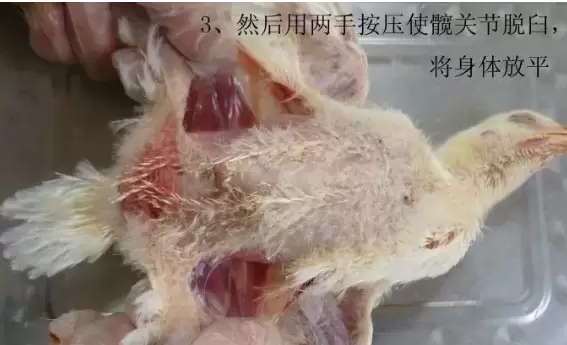 肿头肿脸的原因,教你一招插图1 肿头肿脸的原因,教你一招插图1