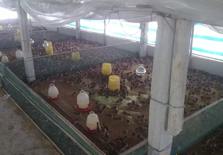 观察鸡群粪便 采食量 大群精神状况不用解剖就能判断鸡群的病症插图 观察鸡群粪便 采食量 大群精神状况不用解剖就能判断鸡群的病症插图
