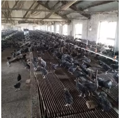 观察鸡群粪便 采食量 大群精神状况不用解剖就能判断鸡群的病症插图3 观察鸡群粪便 采食量 大群精神状况不用解剖就能判断鸡群的病症插图3