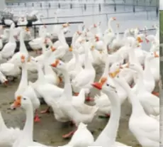 孵化鸡苗,鸭苗,鹅苗的注意事项你了解多少插图2 孵化鸡苗,鸭苗,鹅苗的注意事项你了解多少插图2