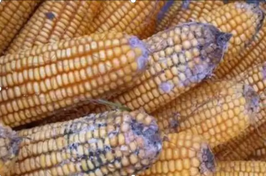 天气原因,霉菌比较常见 霉菌的危害有哪些我们怎样预防插图1 天气原因,霉菌比较常见 霉菌的危害有哪些我们怎样预防插图1