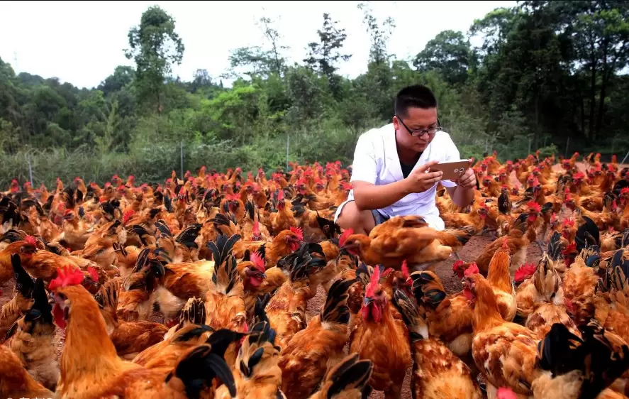 饲料中添加三宝 鸡群长得好 不易生病生病,老养殖户说出来真相插图1 饲料中添加三宝 鸡群长得好 不易生病生病,老养殖户说出来真相插图1