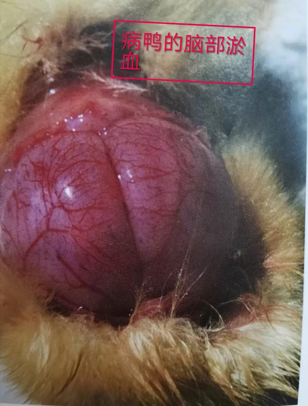怎样降低浆膜炎的发病率,怎样预防和防治呢看这里轻松养殖插图3 怎样降低浆膜炎的发病率,怎样预防和防治呢看这里轻松养殖插图3
