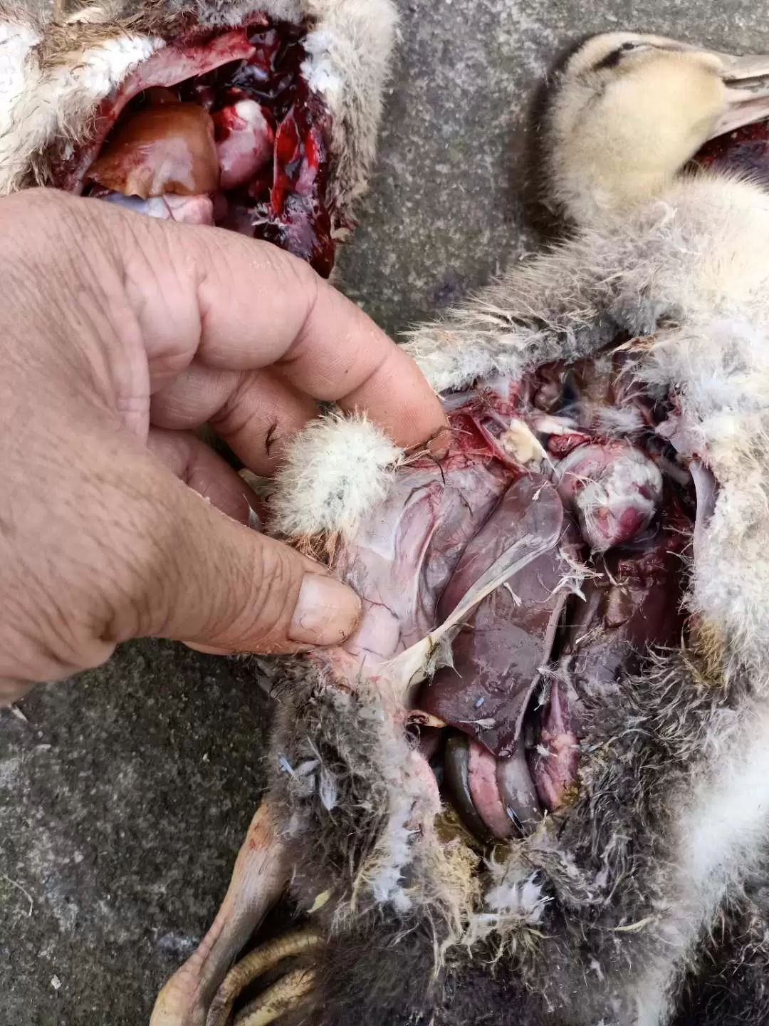 怎样降低浆膜炎的发病率,怎样预防和防治呢看这里轻松养殖插图2 怎样降低浆膜炎的发病率,怎样预防和防治呢看这里轻松养殖插图2