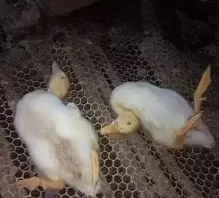 水禽防控浆膜炎的症状,进来学习一下插图2 水禽防控浆膜炎的症状,进来学习一下插图2