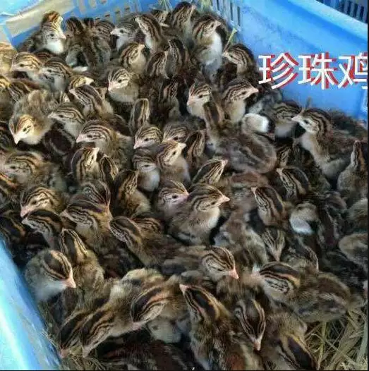 雏鸡进来 鸡舍的温度,光照你了解多少?插图3 雏鸡进来 鸡舍的温度,光照你了解多少?插图3