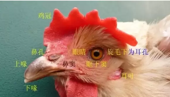 肿头肿脸的原因,教你一招插图 肿头肿脸的原因,教你一招插图