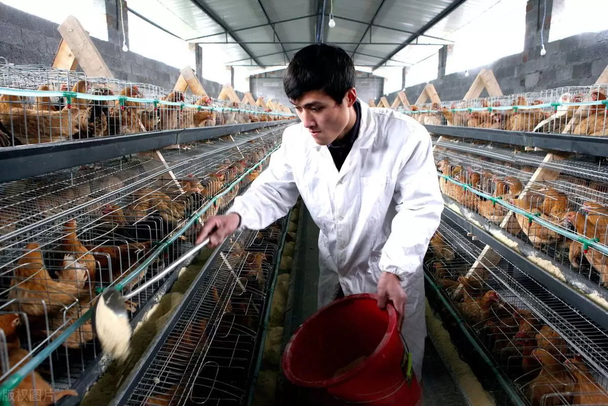 养殖中如何提高料肉比 节约饲料 提高成活率看这里轻松养殖插图1 养殖中如何提高料肉比 节约饲料 提高成活率看这里轻松养殖插图1