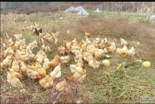 养殖中的问题防不胜防 巧用葡萄糖你会吗,看过来教你几招插图4 养殖中的问题防不胜防 巧用葡萄糖你会吗,看过来教你几招插图4
