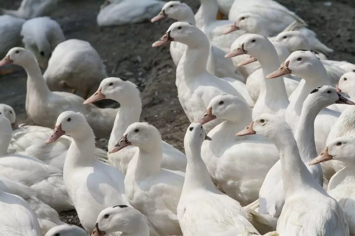 鸭子产蛋量低和啄羽有什么关系看这里轻松搞定江西广东多发插图