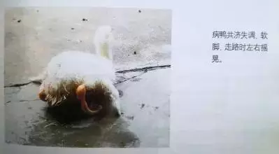 养殖过程中 遇到紧急问题随时联系我插图4 养殖过程中 遇到紧急问题随时联系我插图4
