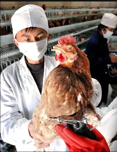 鸡 鸭,鹅的疫苗 冻干苗 油苗 怎么用你了解多少 看这里插图1 鸡 鸭,鹅的疫苗 冻干苗 油苗 怎么用你了解多少 看这里插图1